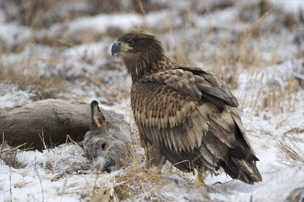 White-tailed Eagle or Sea Eagle (Haliaeetus albicilla) with prey