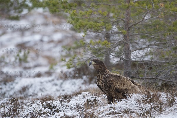 White-tailed Eagle or Sea Eagle (Haliaeetus albicilla)