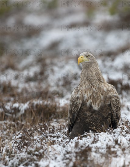 White-tailed Eagle or Sea Eagle (Haliaeetus albicilla)