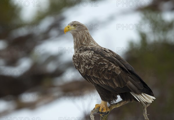 White-tailed Eagle or Sea Eagle (Haliaeetus albicilla)