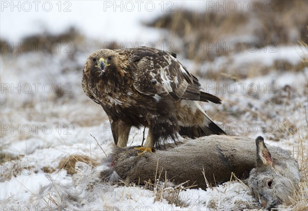 Golden Eagle (Aquila chrysaetos) with prey