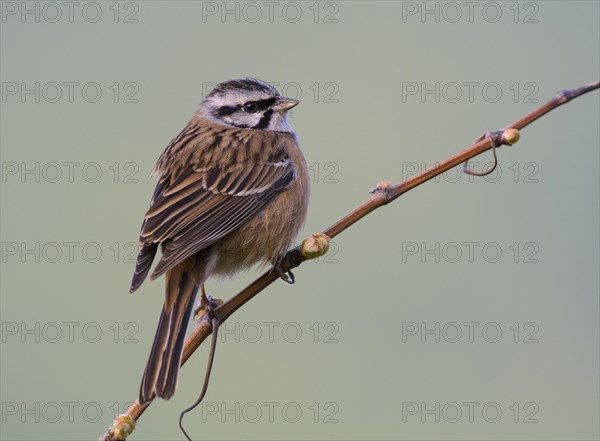 Rock Bunting (Emberiza cia)