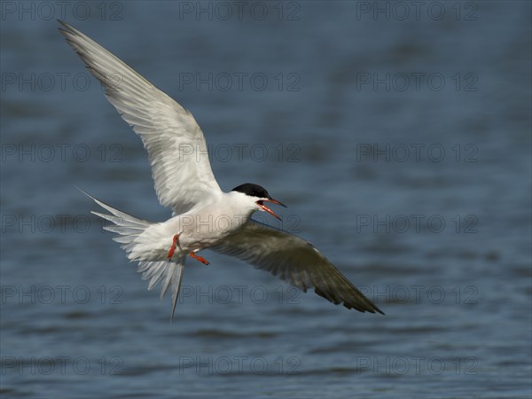 Common Tern (Sterna hirundo) in flight