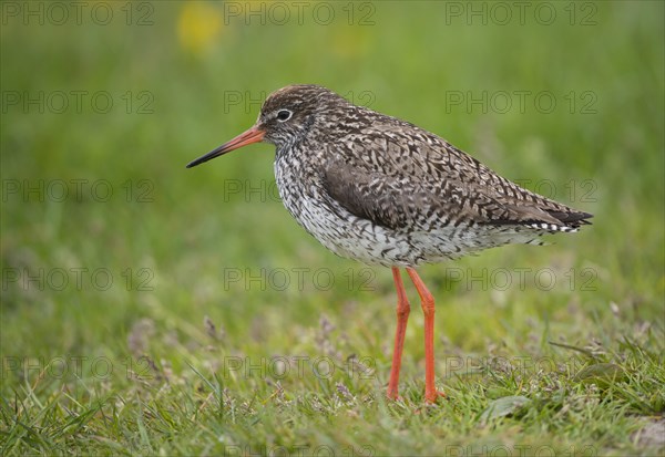 Redshank (Tringa totanus)