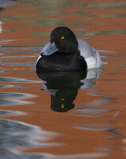 Scaup duck (Aythya marila)