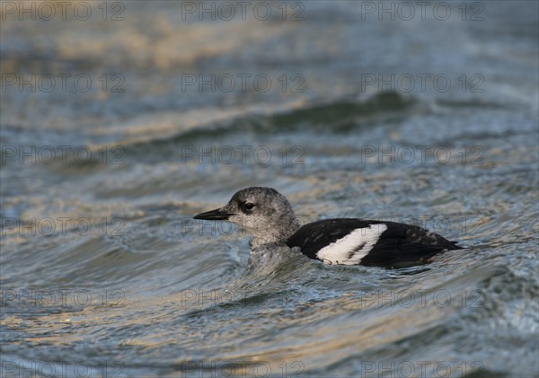 Black Guillemot or Tystie (Cepphus grylle)