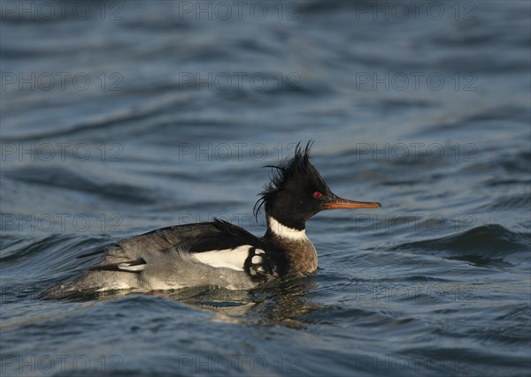 Red-breasted Merganser (Mergus serrator)