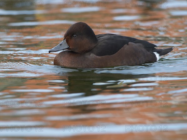 Ferruginous Duck or Ferruginous Pochard (Aythya nyroca)