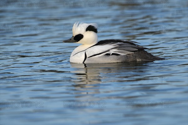 Smew (Mergellus albellus)