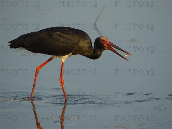 Black Stork (Ciconia nigra)