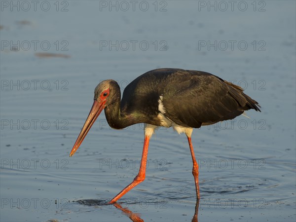 Black Stork (Ciconia nigra)