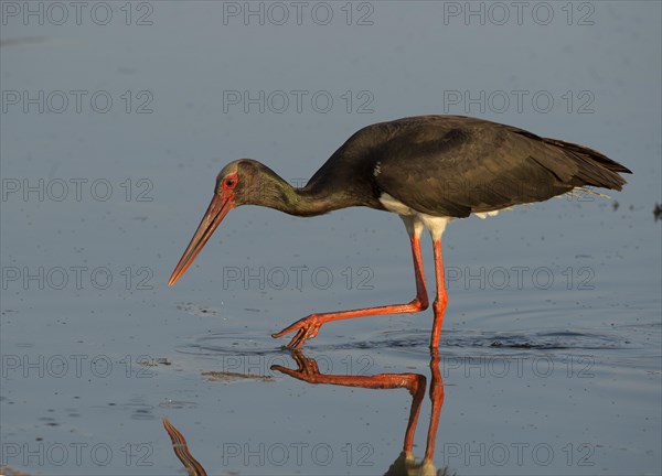 Black Stork (Ciconia nigra)