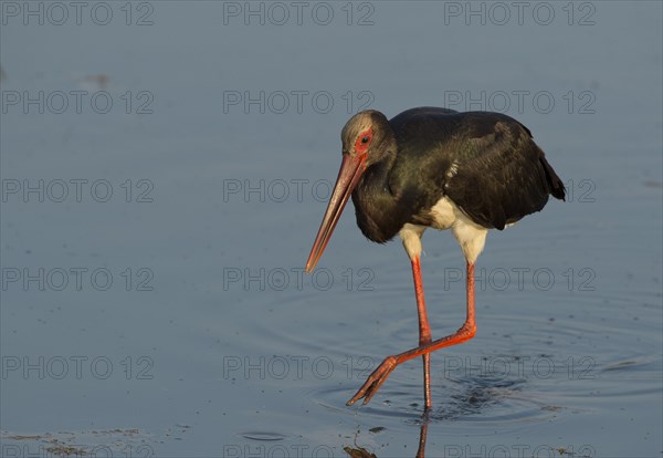 Black Stork (Ciconia nigra)