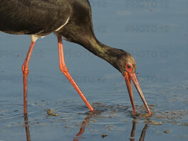 Black Stork (Ciconia nigra)