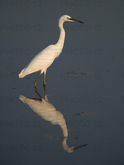 Little Egret (Egretta garzetta)