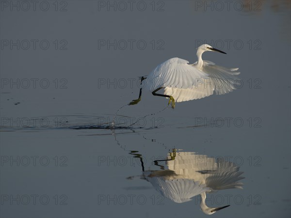 Little Egret (Egretta garzetta)