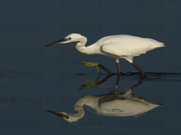 Little Egret (Egretta garzetta)