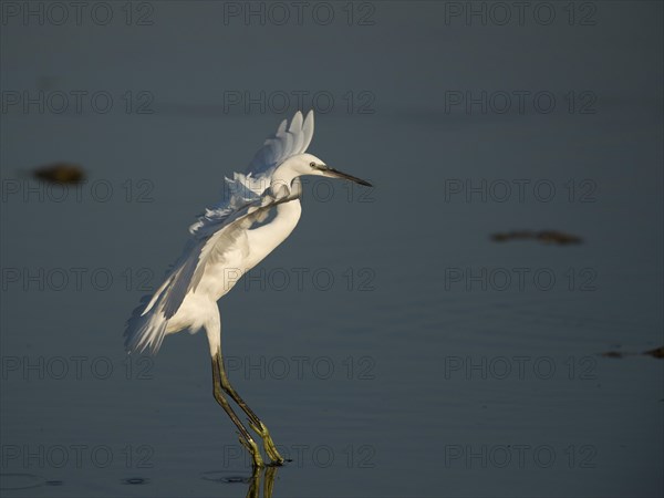 Little Egret (Egretta garzetta)