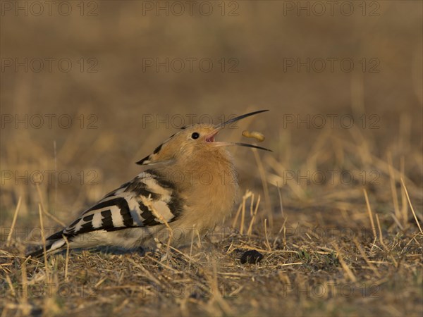 Hoopoe (Upupa epops)