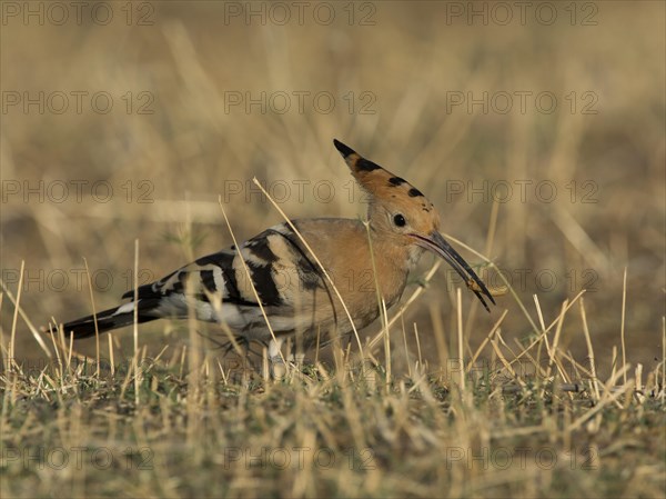 Hoopoe (Upupa epops)