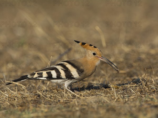 Hoopoe (Upupa epops)