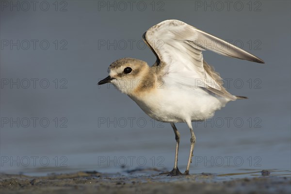 Kentish Plover or Snowy Plover (Charadrius alexandrinus)