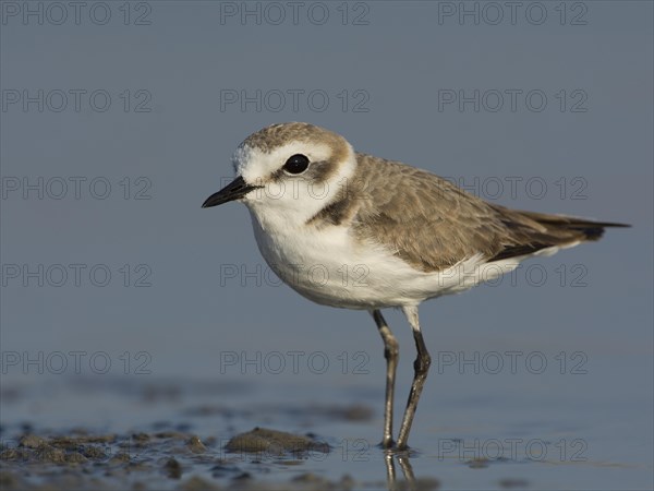 Kentish Plover or Snowy Plover (Charadrius alexandrinus)