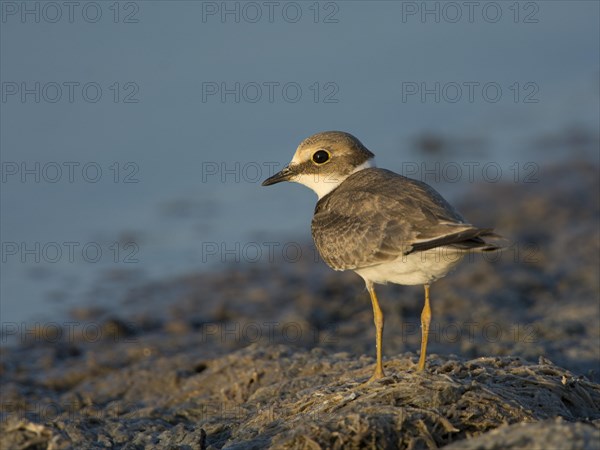 Little Ringed Plover (Charadrius dubius)