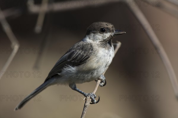 Sombre Tit or Caspian Tit (Parus lugubris)