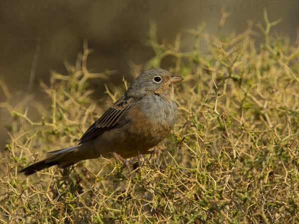 Cretzschmar's Bunting (Emberiza caesia)