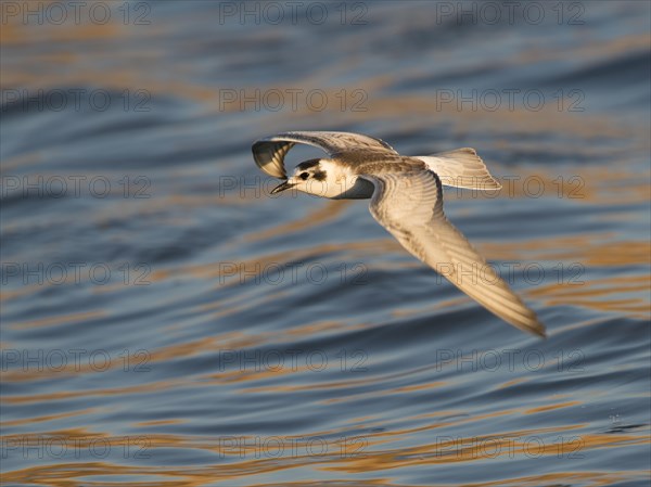 Black Tern (Chlidonias niger)