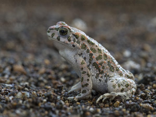 Green Toad (Bufo viridis)