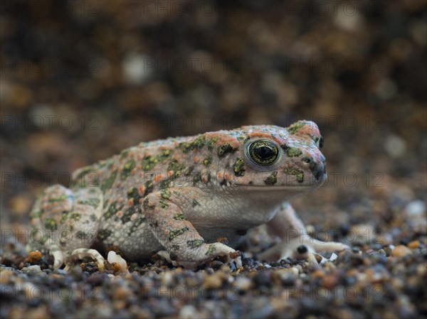 Green Toad (Bufo viridis)