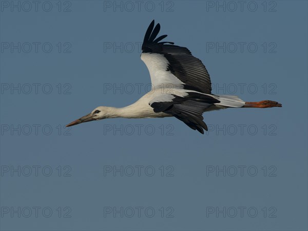 White Stork (Ciconia ciconia)