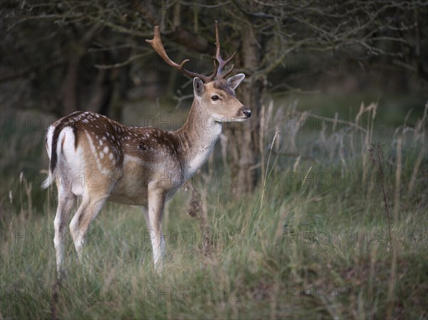 Fallow Deer (Dama dama)