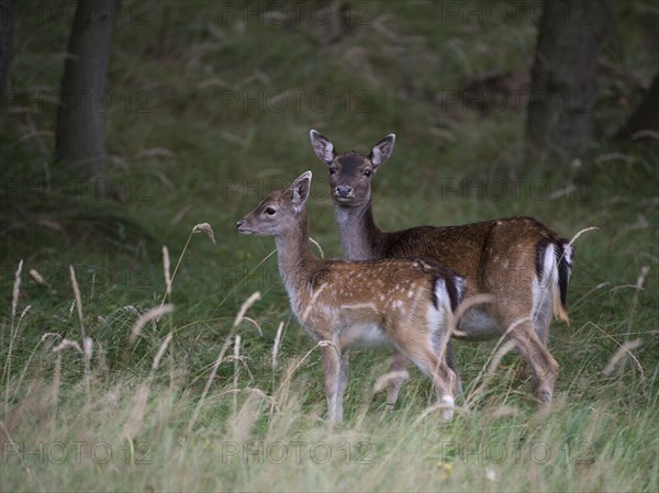 Fallow Deer (Dama dama)