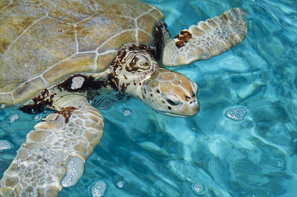 Green sea turtle (Chelonia mydas)