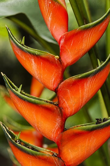 Heliconia (Heliconia sp.)