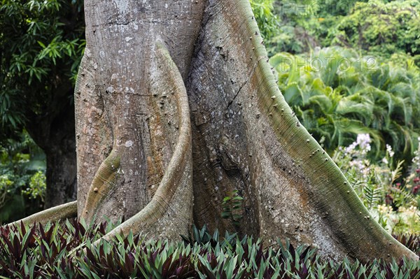 Buttress root tree