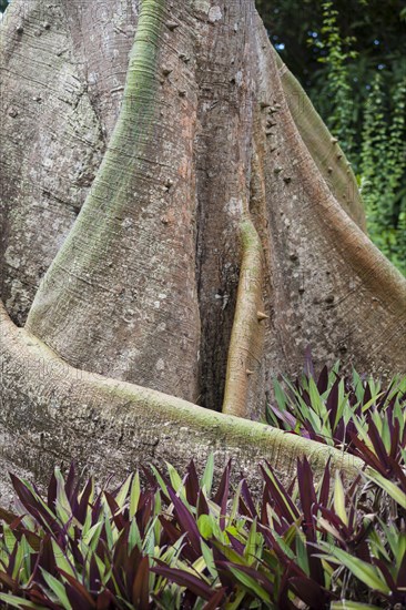 Buttress root tree