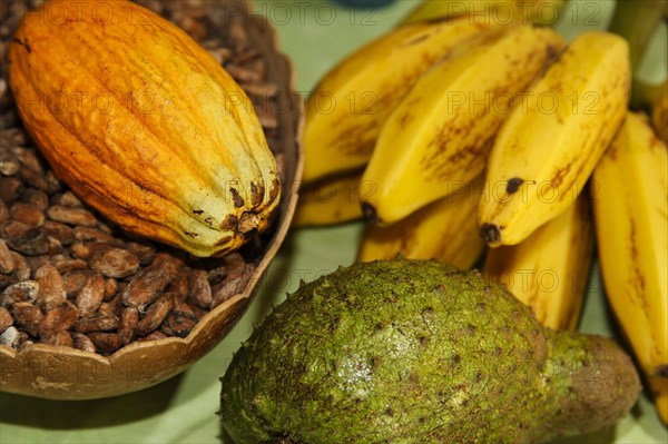 Cocoa fruits