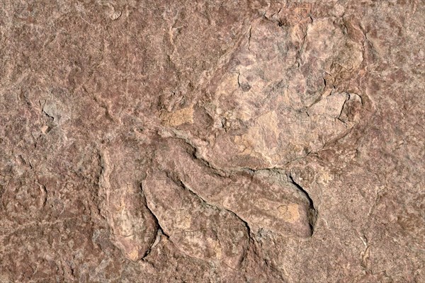 Fossilized footprints of a dinosaur