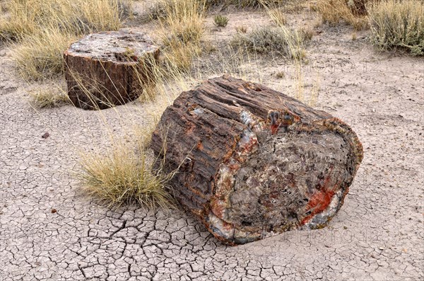 Fragments of silicified tree trunks