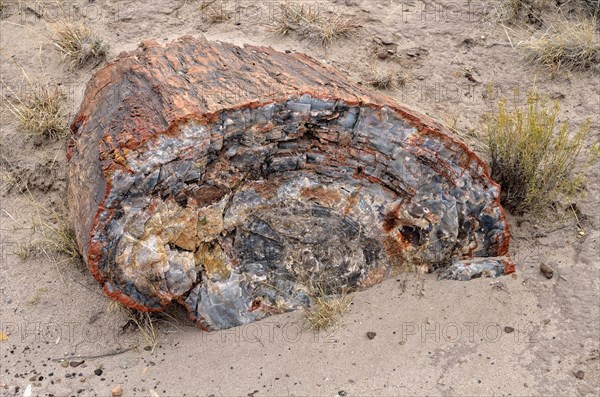 Fragment of a silicified tree trunk