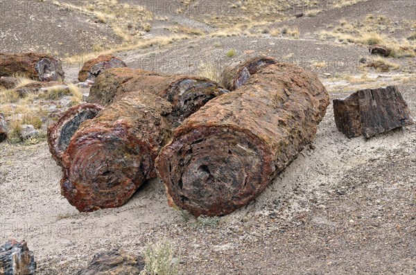 Fragments of silicified tree trunks