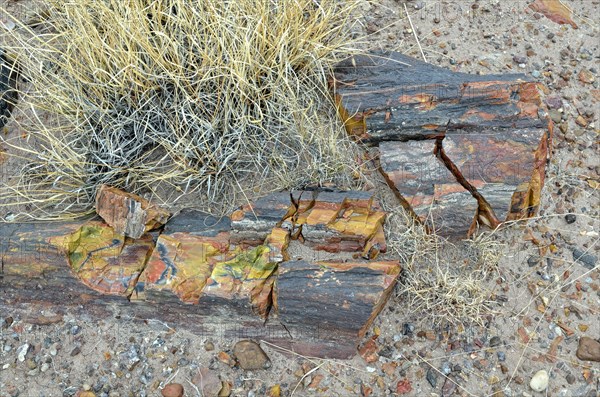 Fragments of a silicified tree trunk