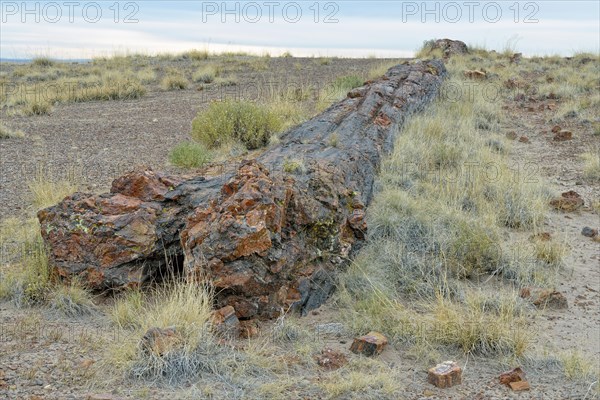 Silicified tree trunks