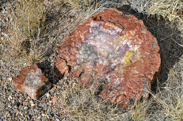 Fragment of a silicified tree trunk