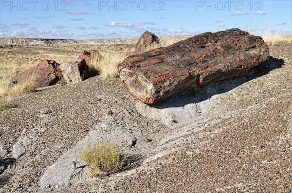 Fragments of silicified tree trunks