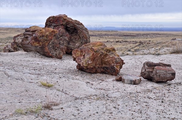 Petrified tree trunks